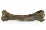 Fossil Ornithopod Dinosaur (Dryosaurus?) Metatarsal - Wyoming #367586-1
